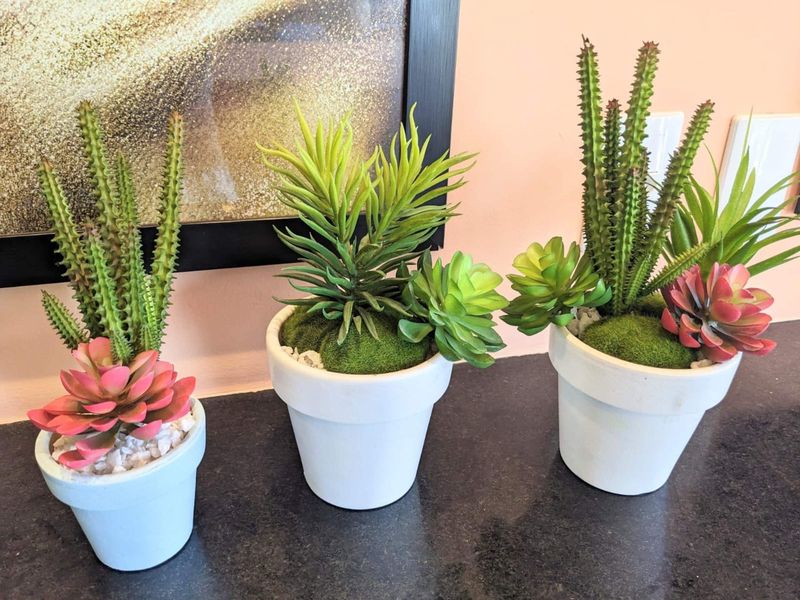 Potted succulents on the counter